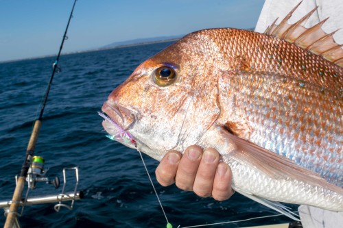 snapper charters port phillip bay